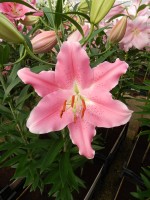 [4297 Binasco VH No02.JPG]